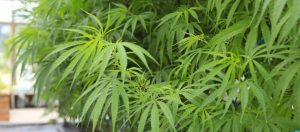 CBD, marihuana, konopie, CBDA