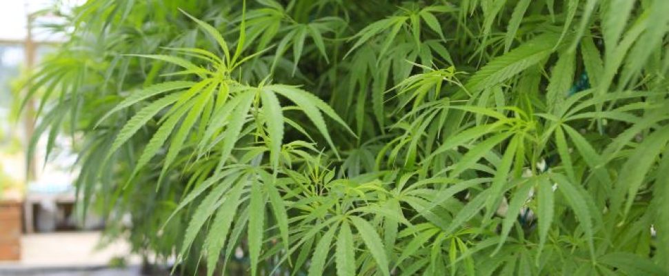 cbd-marihuana-konopie-cbda CBD, marihuana, konopie, CBDA
